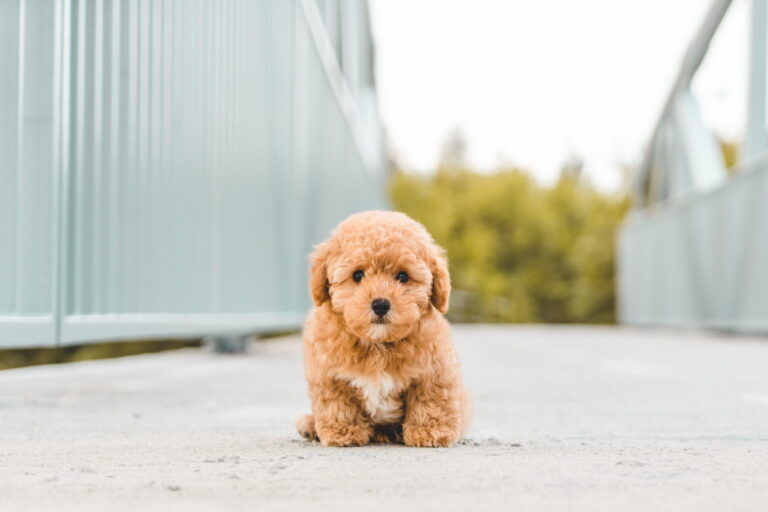 Tìm hiểu về chó teacup poodle? Giống chó bé xíu đáng yêu và đang hết ...