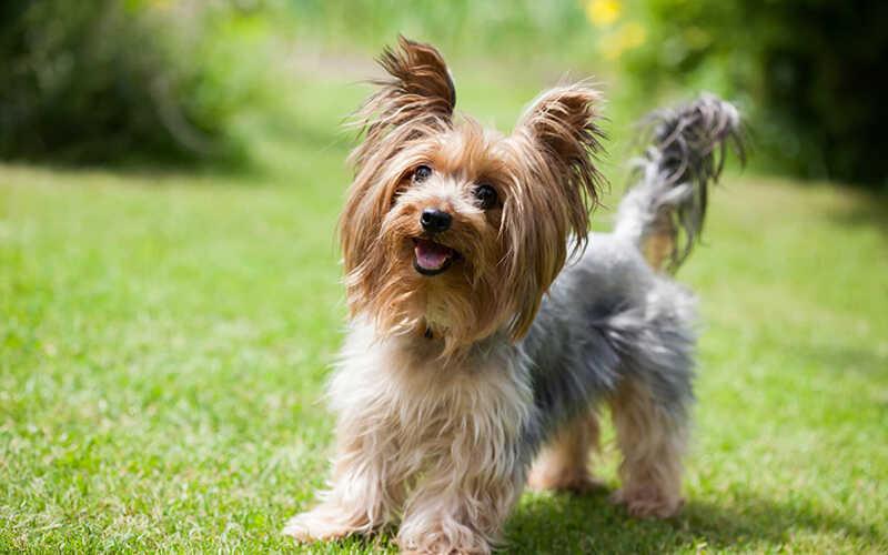 Cách giúp chó phát triển thể chất và trí tuệ 3 giúp chó phát triển trí tuệ