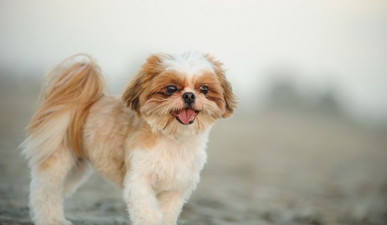 Các giống chó dễ nuôi cho người bận rộn 2 giống chó dễ nuôi Shih Tzu