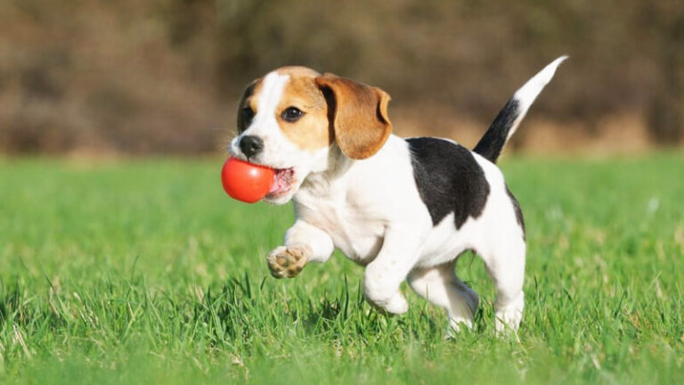 Chó Beagle: Những điều thú vị về giống chó săn phổ biến nhất thế giới