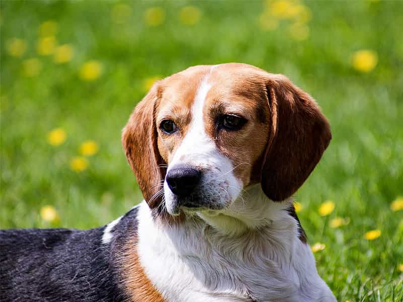 chó Beagle