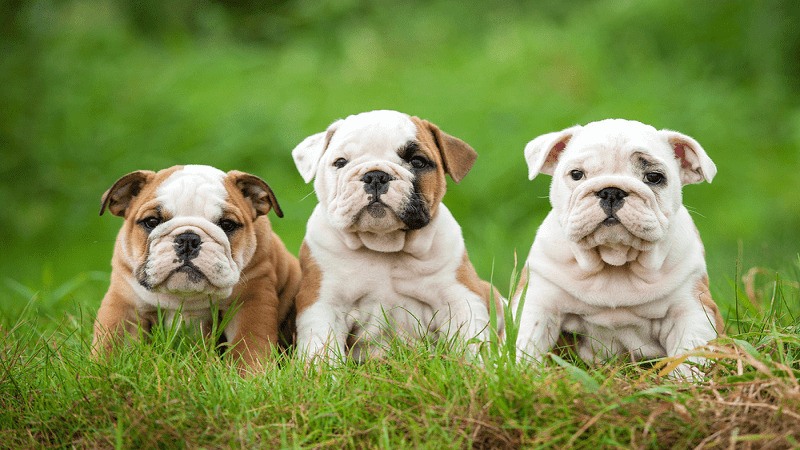 Các giống chó dễ nuôi cho người bận rộn 4 giống chó dễ nuôi bulldog