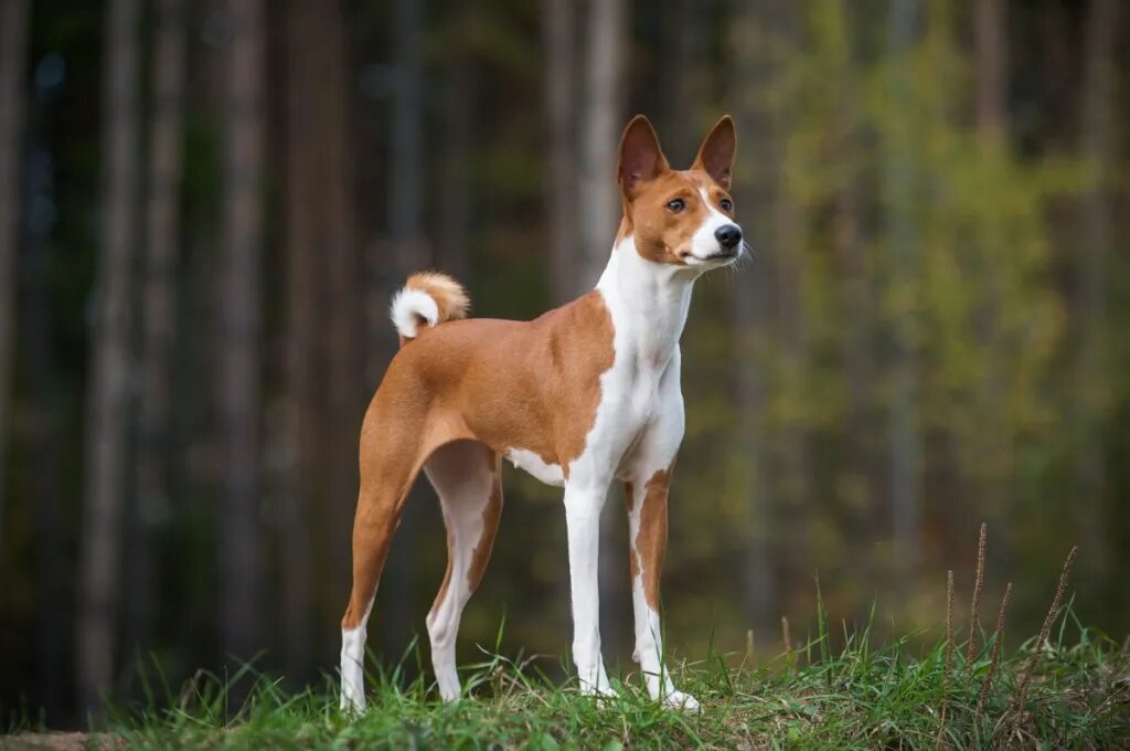 Các giống chó dễ nuôi cho người bận rộn 7 giống chó dễ nuôi basenji