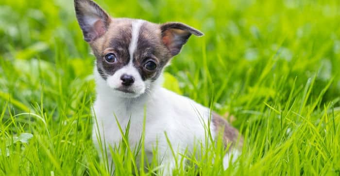 Các giống chó dễ nuôi cho người bận rộn 5 giống chó dễ nuôi chihuahua