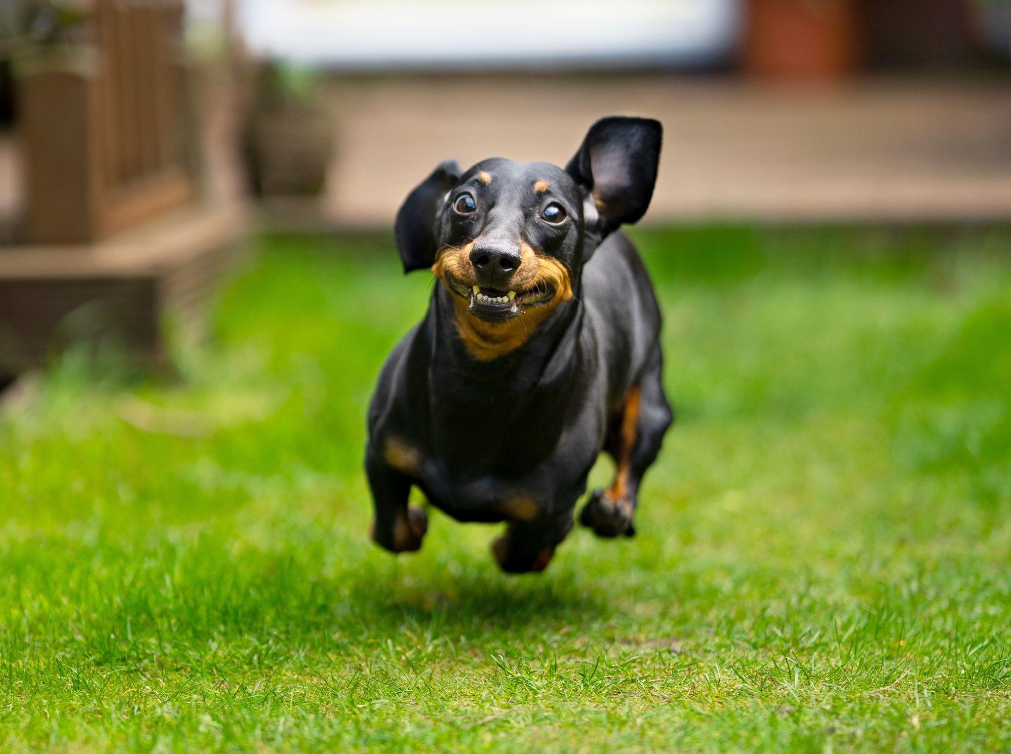 Các giống chó dễ nuôi cho người bận rộn 6 giống chó dễ nuôi chó lạp xưởng