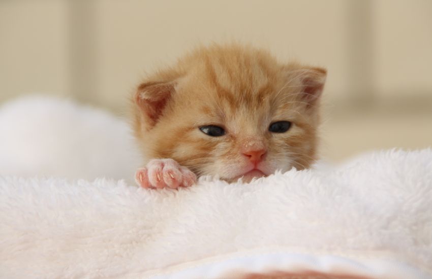 Huấn luyện chăm sóc mèo con