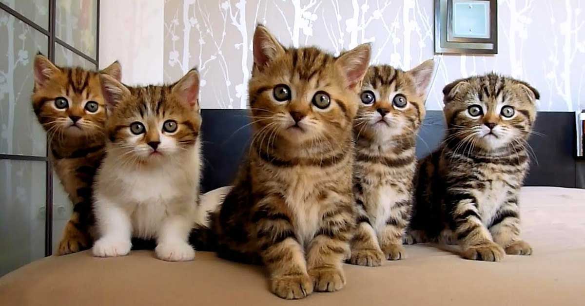 chăm sóc mèo mang thai