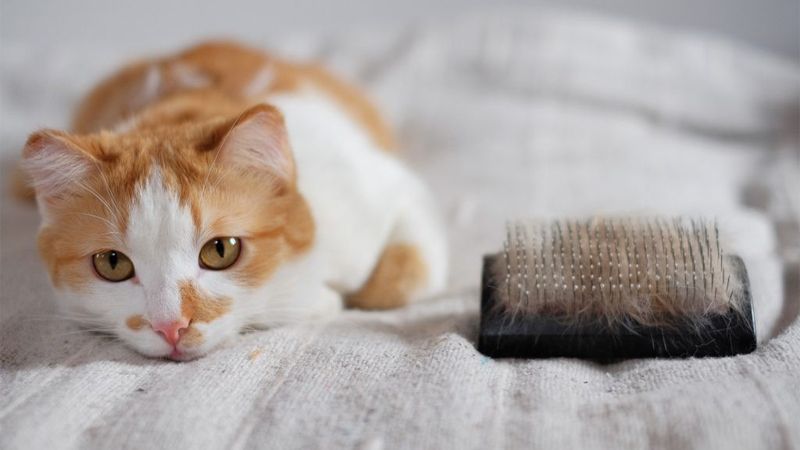 Mèo bị rụng lông nhiều: Nguyên nhân và cách khắc phục 3 mèo bị rụng lông nhiều