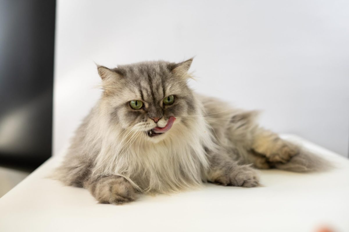 Mèo bị rụng lông nhiều: Nguyên nhân và cách khắc phục 4 mèo bị rụng lông nhiều