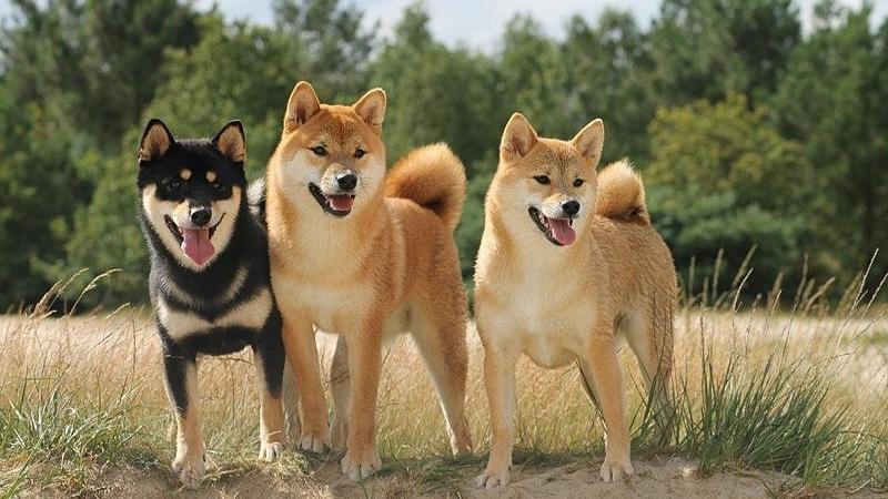 Shiba Inu: Giống chó đáng yêu 