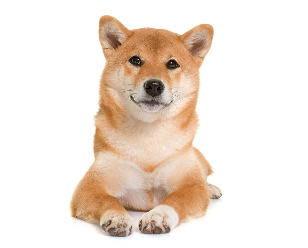 Shiba Inu: Giống chó đáng yêu