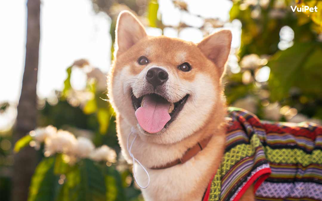 vì sao Shiba Inu được yêu thích